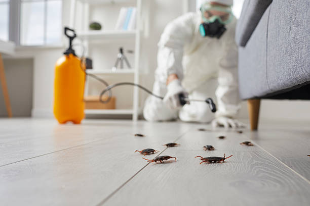 Post-Treatment Bed Bug Interceptor Monitoring in Level Green